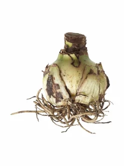 Amaryllis 40/+ -kukkasipuli