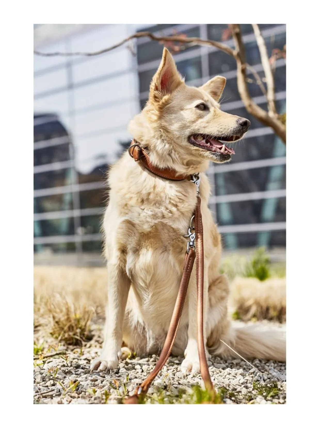 Amici kaulapanta + hihna setti - Konjakki