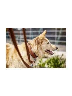 Amici kaulapanta + hihna setti - Konjakki