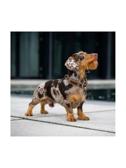 Bavaria kaulapanta ja hihna - Ruskea & vihreä