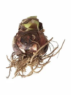 Cherry Nymph Amaryllis -kukkasipuli