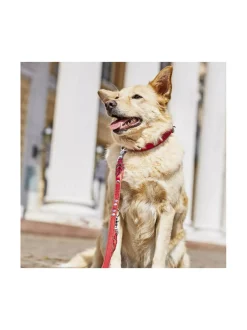 Edelweiss kaulapanta