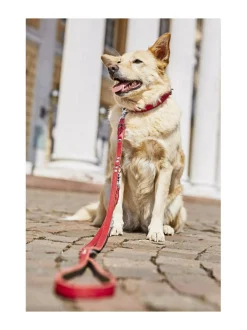 Edelweiss kaulapanta ja talutushihna