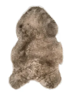 Islannin lyhytkarvainen lampaantalja