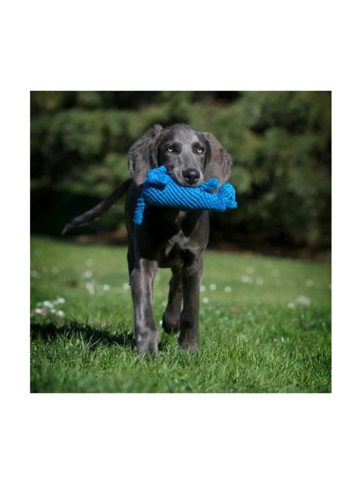 Lelupaketti #1 - Kurt, Emma, Kalmari