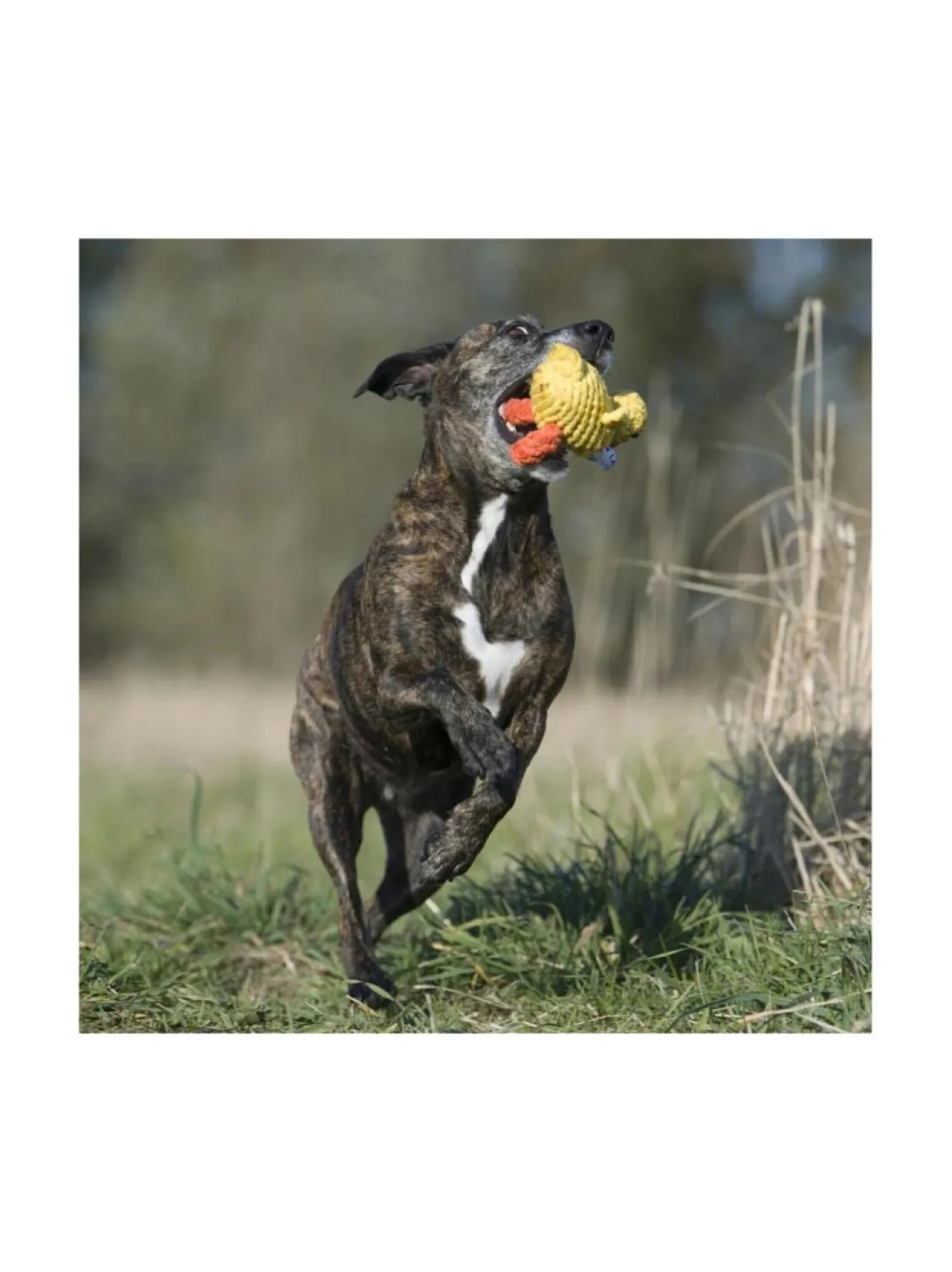 Lelupaketti #1 - Kurt, Emma, Kalmari