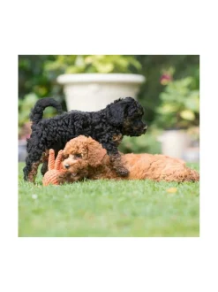 Lelupaketti #1 - Kurt, Emma, Kalmari