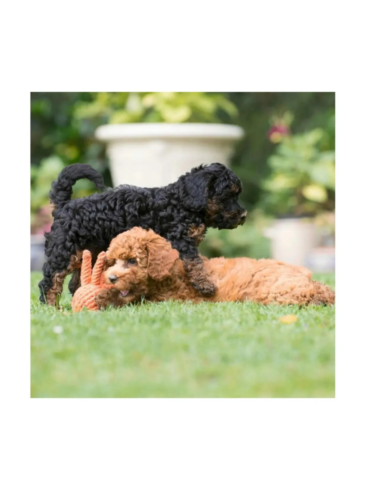 Lelupaketti #1 - Kurt, Emma, Kalmari