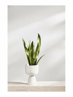 Nappula-ruukku 230 x 155 mm