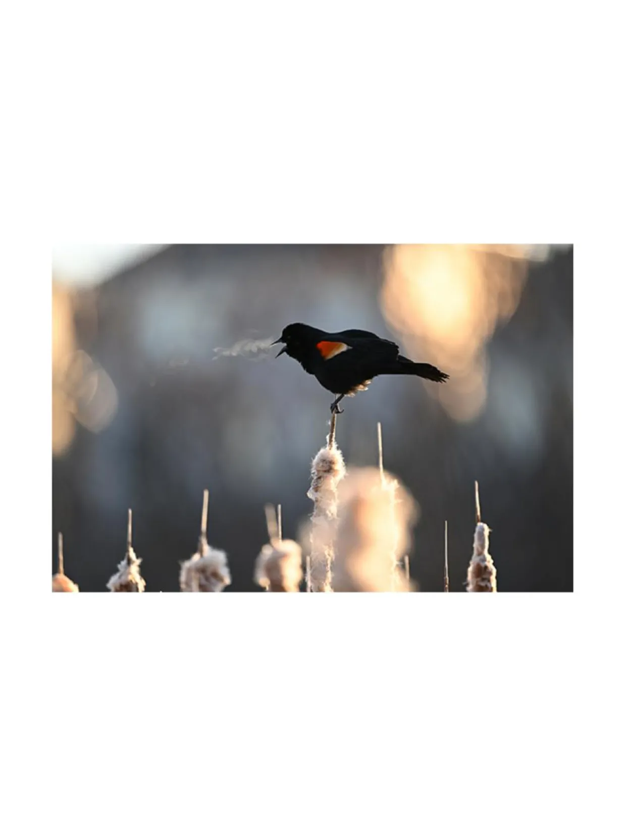 Nikon Nikkor Z 400mm f/4.5 VR S -objektiivi