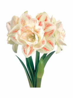 Nymph Amaryllis -kukkasipuli