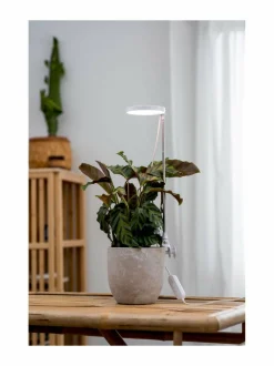 Plant Light Rose - kasvivalaisin 10W/735 290 lm USB