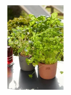 Point-ruukku 15.5 x 13.6 cm