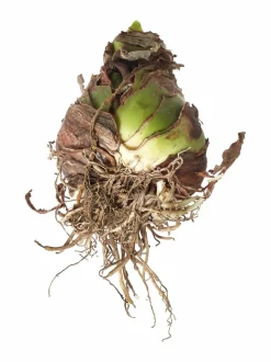 Sweet Nymph Amaryllis -kukkasipuli